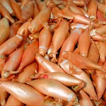 Echalottes