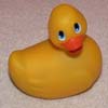 vignette_canardvibrant Canard vibrant