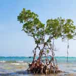 Mangrove