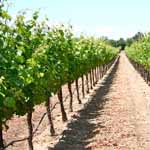 Vignes